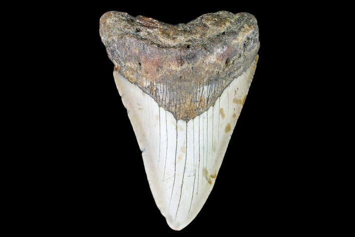 Fossil Megalodon Tooth - North Carolina #109005